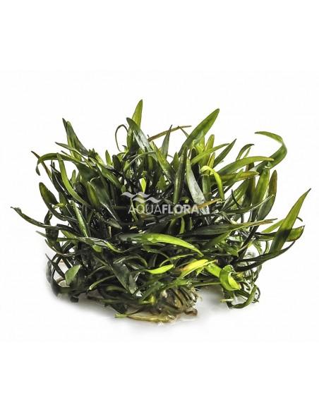 Cryptocoryne x willisii - In Vitro Cup  - 1