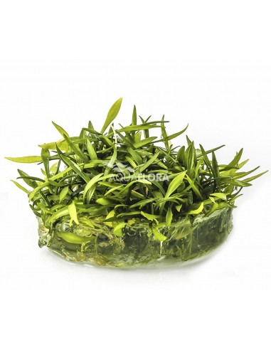 Cryptocoryne parva - In Vitro Cup  - 1