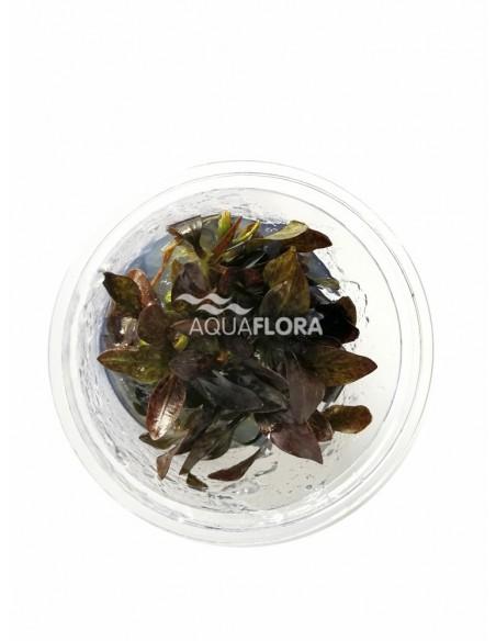 Echinodorus 'Reni' - in Vitro Cup  - 1