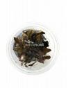 Echinodorus 'Reni' - in Vitro Cup  - 1