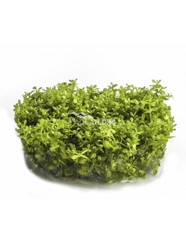 Hemianthus callitrichoides 'Cuba' - In Vitro Cup  - 1