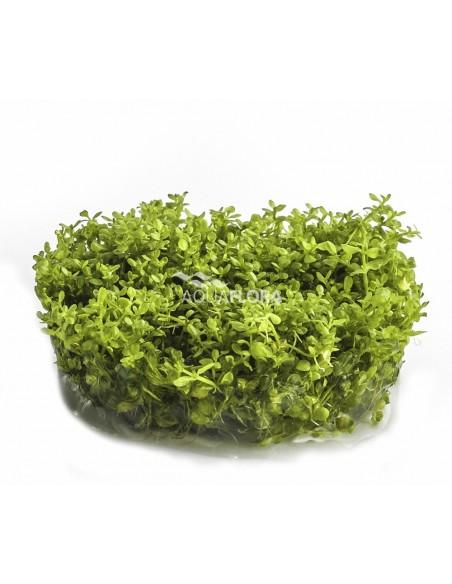 Hemianthus callitrichoides 'Cuba' - In Vitro Cup  - 1