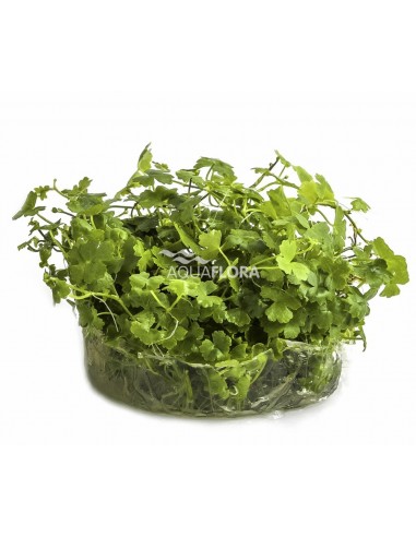 Hydrocotyle sp. 'Japan' - In Vitro Cup  - 1