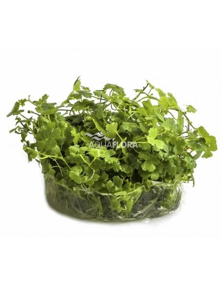 Hydrocotyle sp. 'Japan' - In Vitro Cup  - 1