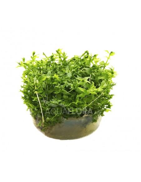 Gratiola viscidula - In Vitro Cup  - 1