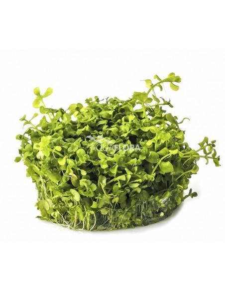 Micranthemum sp. 'Montecarlo' - In Vitro Cup  - 1