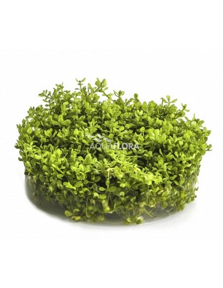 Micranthemum micranthemoides - In Vitro Cup  - 1