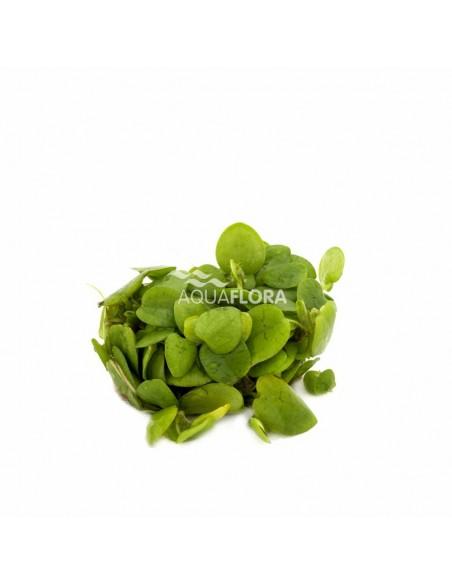 Limnobium laevifolium - In Vitro Cup  - 1