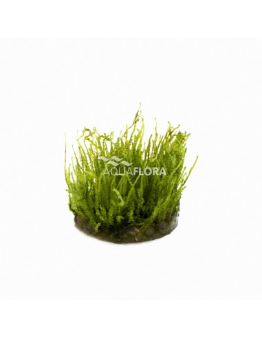 Vesicularia species (Creeping Moss) - In Vitro Cup  - 1