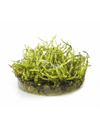 Vesicularia montagnei 'Christmas' - In Vitro Cup  - 1