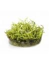 Vesicularia montagnei 'Christmas' - In Vitro Cup  - 1