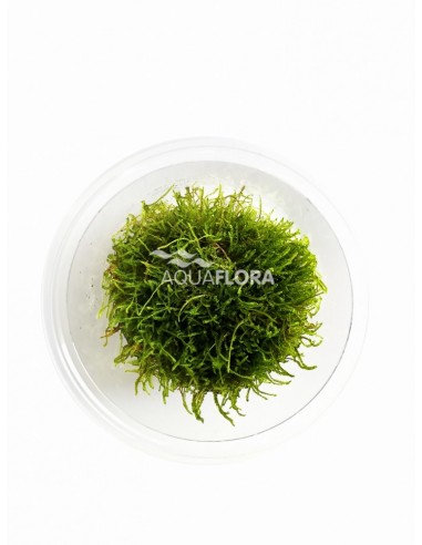Taxiphyllum sp. 'Giant' - In Vitro Cup  - 1