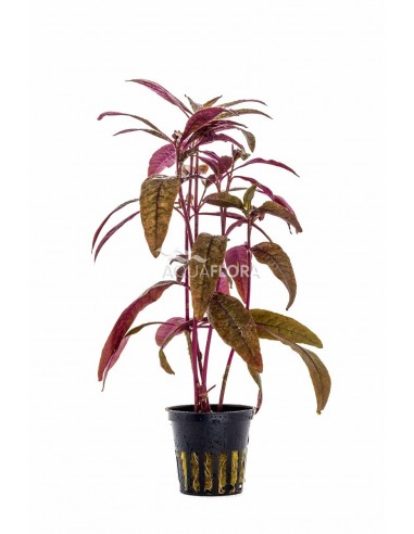 Alternanthera sessilis  - 1