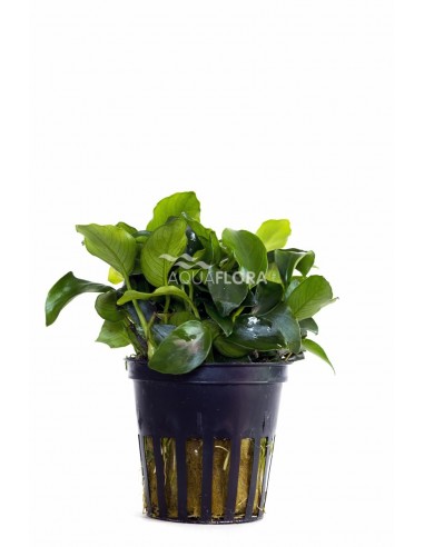 Anubias barteri var. nana 'Mini Mini'  - 1