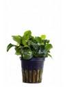 Anubias barteri var. nana 'Mini Mini'  - 1