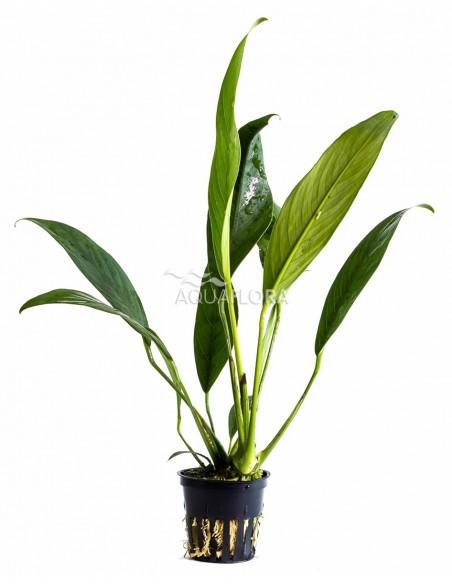 Anubias afzelii  - 1