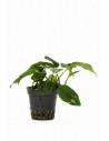 Anubias barteri var. nana 'Bolang'  - 1