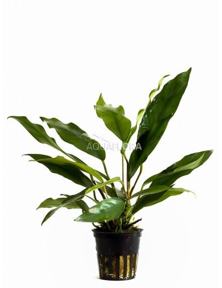 Anubias minima  - 1