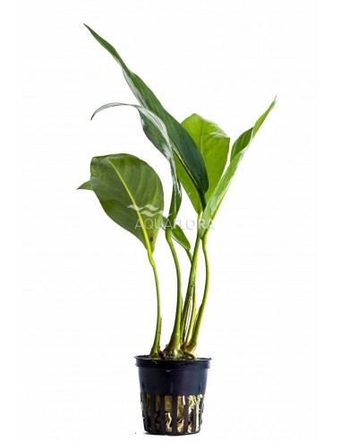 Anubias congensis  - 1