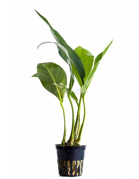 Anubias congensis  - 1