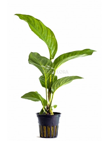 Anubias heterophylla  - 1