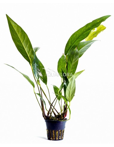 Anubias lanceolata  - 1