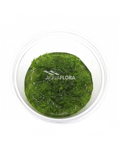 Rotala indica - In Vitro Cup  - 1