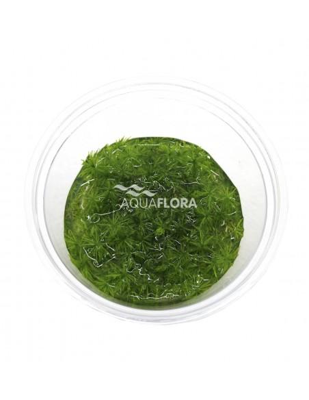Rotala indica - In Vitro Cup  - 1