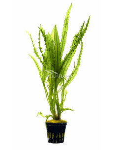 Aponogeton crispus  - 2 2