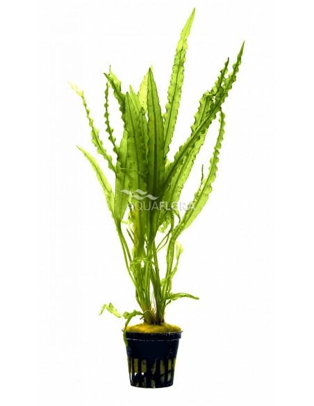 Aponogeton crispus  - 1