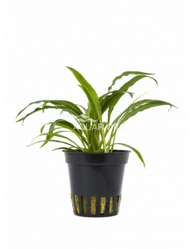 Cryptocoryne albida (costata)  - 1