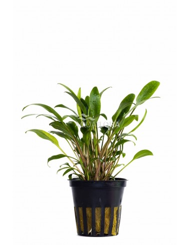 Cryptocoryne x willisii 'Lucens'  - 1