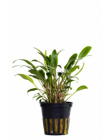 Cryptocoryne x willisii 'Lucens'  - 1