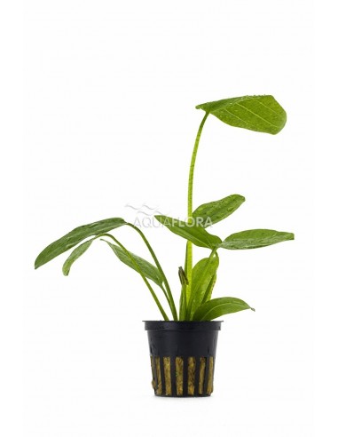 Echinodorus schlueterii 'Leopard'  - 1