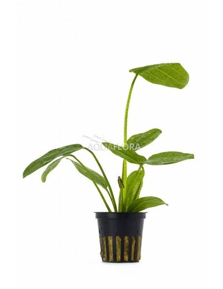 Echinodorus schlueterii 'Leopard'  - 1