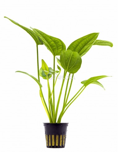 Echinodorus sp. 'Radicans'  - 1