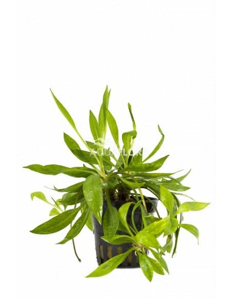 Helanthium bolivianum 'Magdalenensis'  - 1