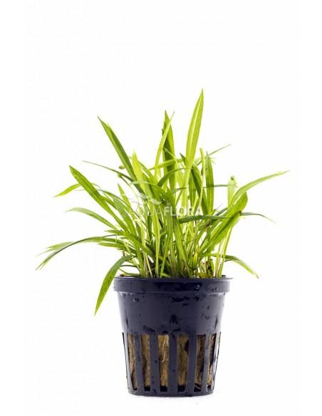 Helanthium tenellum  - 1