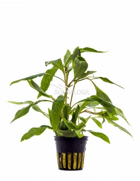Hygrophila corymbosa 'Angustifolia'  - 1
