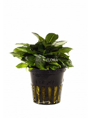 Hygrophila corymbosa 'Parvifolia'  - 1