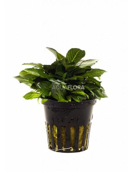Hygrophila corymbosa 'Parvifolia'  - 1