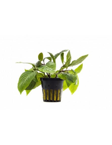 Hygrophila corymbosa 'Stricta'  - 1
