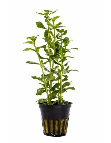 Hygrophila polysperma  - 1