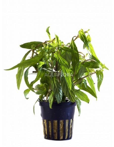 Hygrophila sp. 'Pantanal Wavy'  - 1