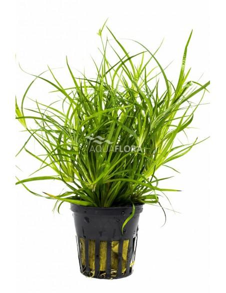 Juncus repens  - 1
