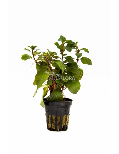 Ludwigia repens 'Mesacana'  - 1