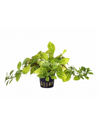 Ludwigia sp. 'Atlantis'  - 1