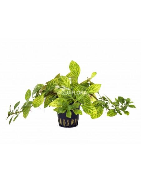Ludwigia sp. 'Atlantis'  - 1