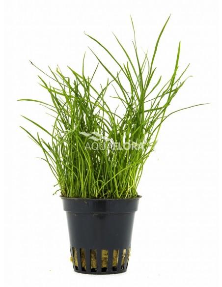 Pilularia globulifera  - 1