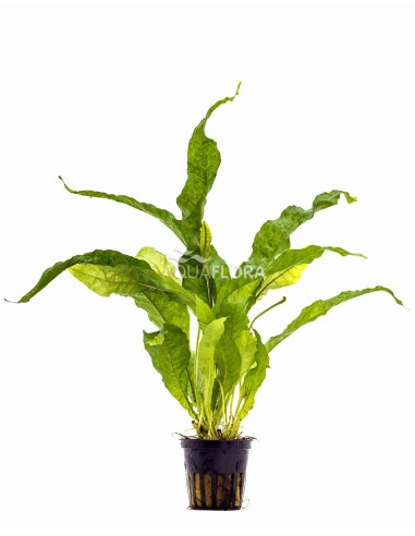 Microsorum pteropus 'Latifolia'  - 1